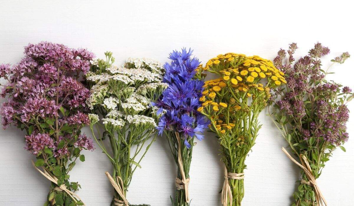 Sandra Della Signora, formatrice en plantes médicinales à Castelnaudary