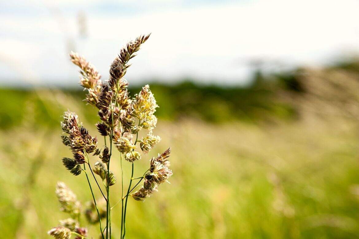 Quels oligo-éléments contre les allergies de saison ?