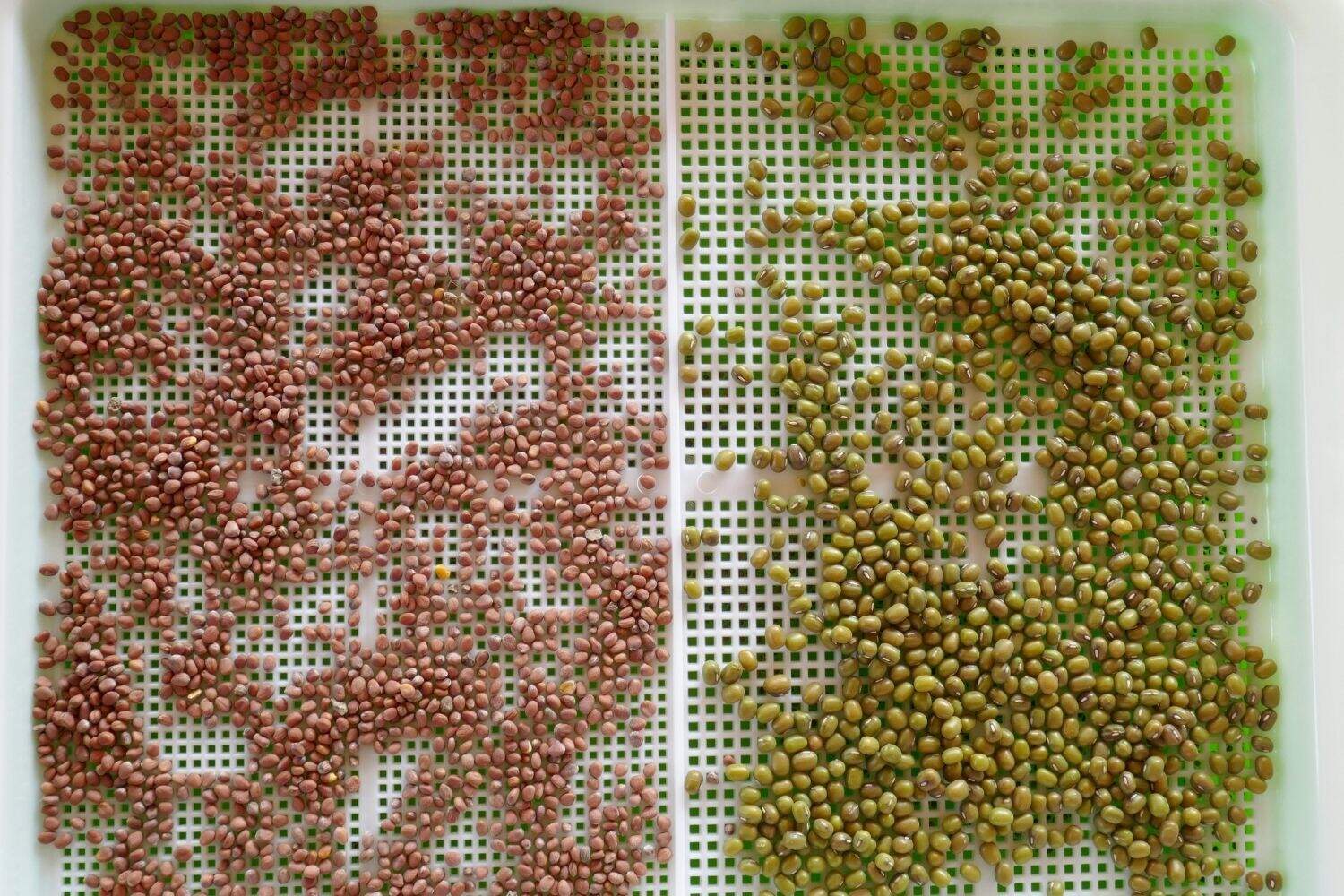 Les graines germées : tous leurs bienfaits et comment les cultiver