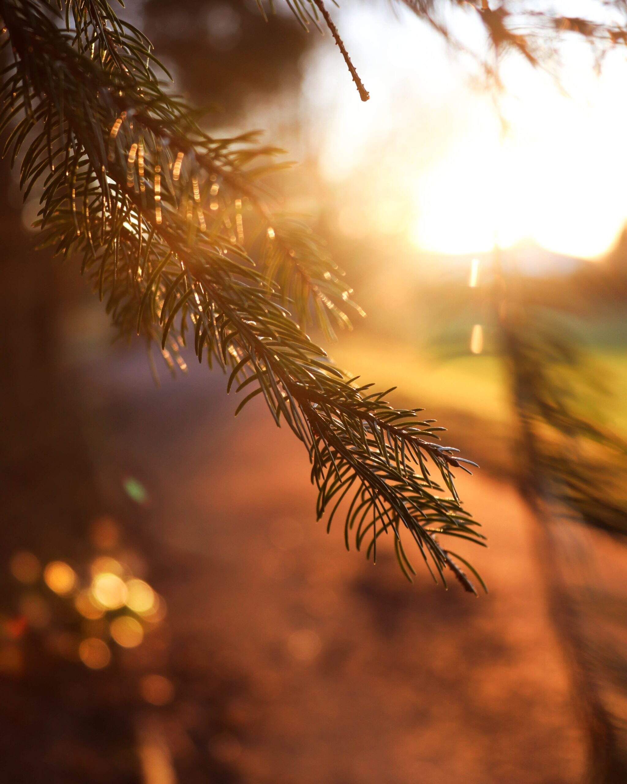 Accueillir l'automne dans la joie