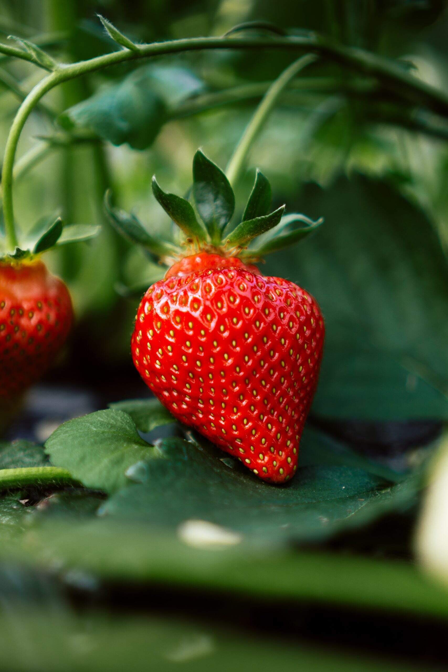 Quels sont les bienfaits de la fraise ?