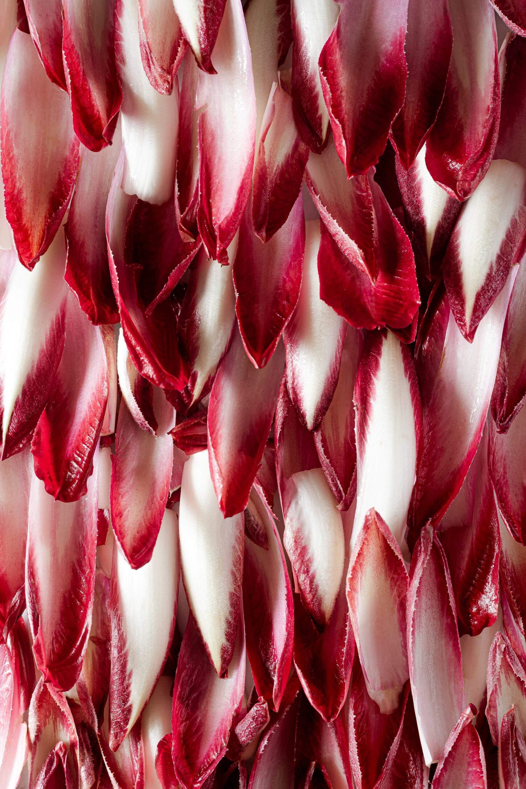 Quels sont les bienfaits de l'endive ?