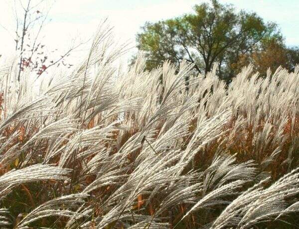 Allergies du printemps