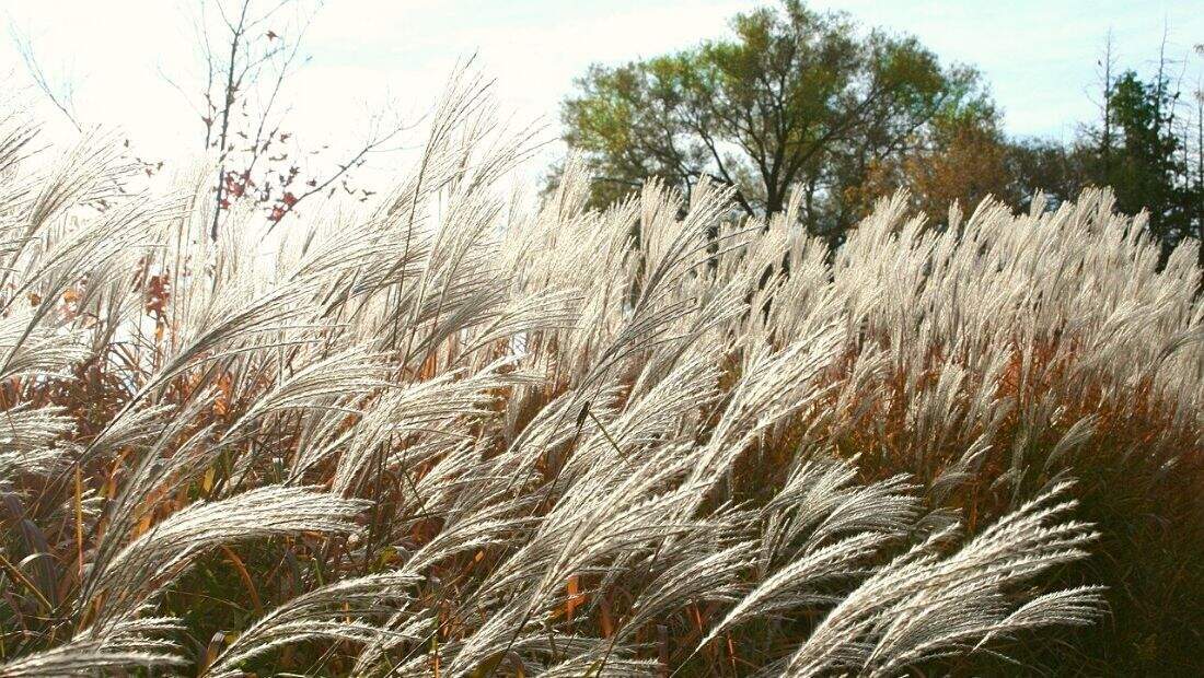 Allergies du printemps