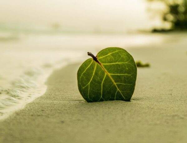 Quels produits naturels utiliser en Septembre ?