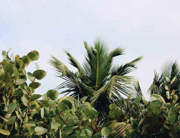 Equilibre émotionnel : le secret des plantes