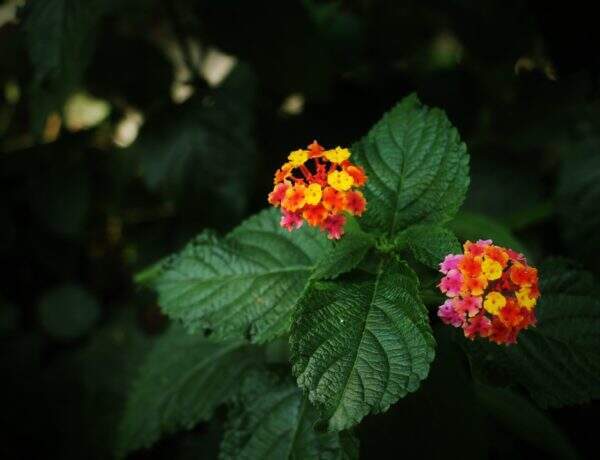 Verveine odorante : ses vertus pour la santé