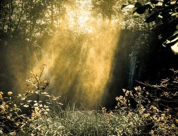 Déprime hivernale ? Faites grandir votre soleil intérieur !