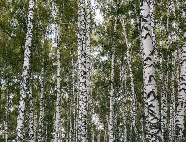 Une détox naturelle grâce au bouleau : cet arbre aux milles vertus
