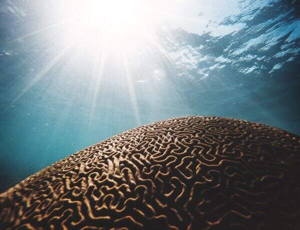 Le pouvoir du cerveau et l'hypnothérapie : 2 clés principales à activer pour votre bien-être