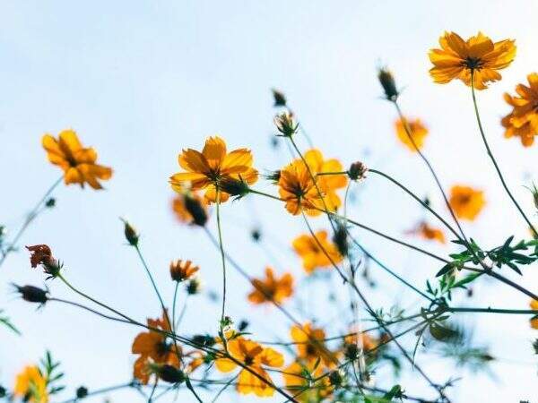 Faire face à la déprime hivernale et préparer le printemps avec la sophrologie