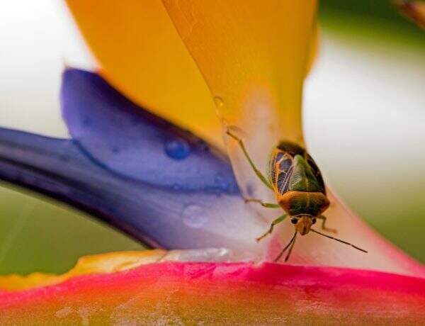 10 plantes pour éloigner les moustiques
