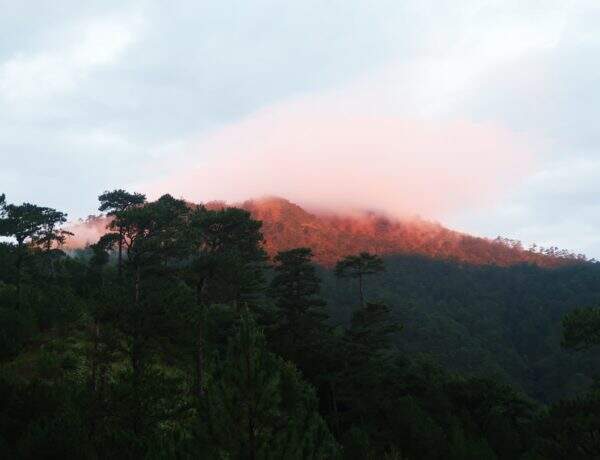 Rechargez vos batteries par les "bains de forêt"