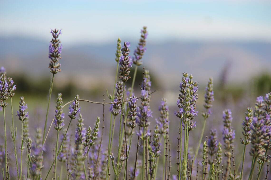 Lavande