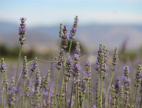 Lavande