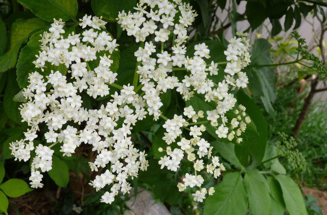 Quels sont les bienfaits de la fleur de sureau ? Medoucine