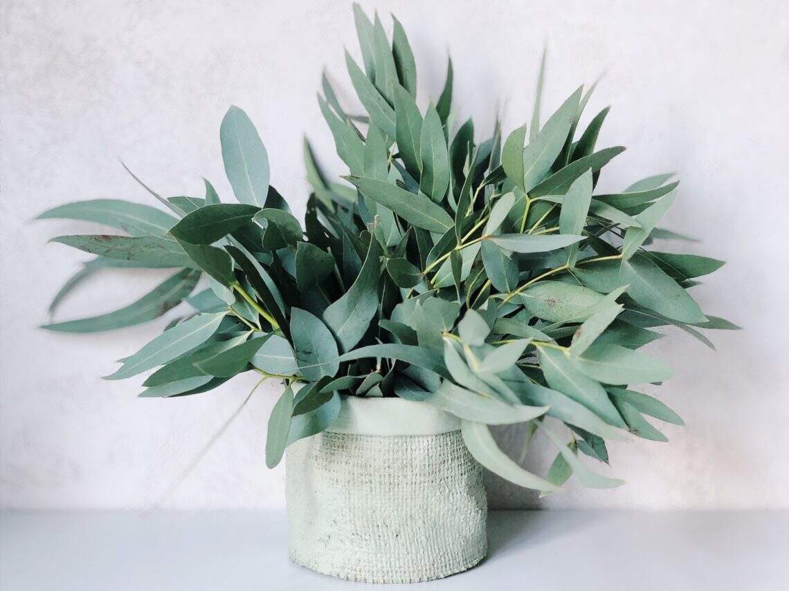 Les bienfaits de l’eucalyptus