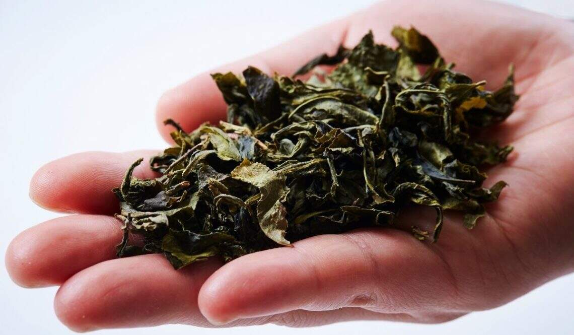 Sandra Della Signora, formatrice en plantes médicinales à Castelnaudary