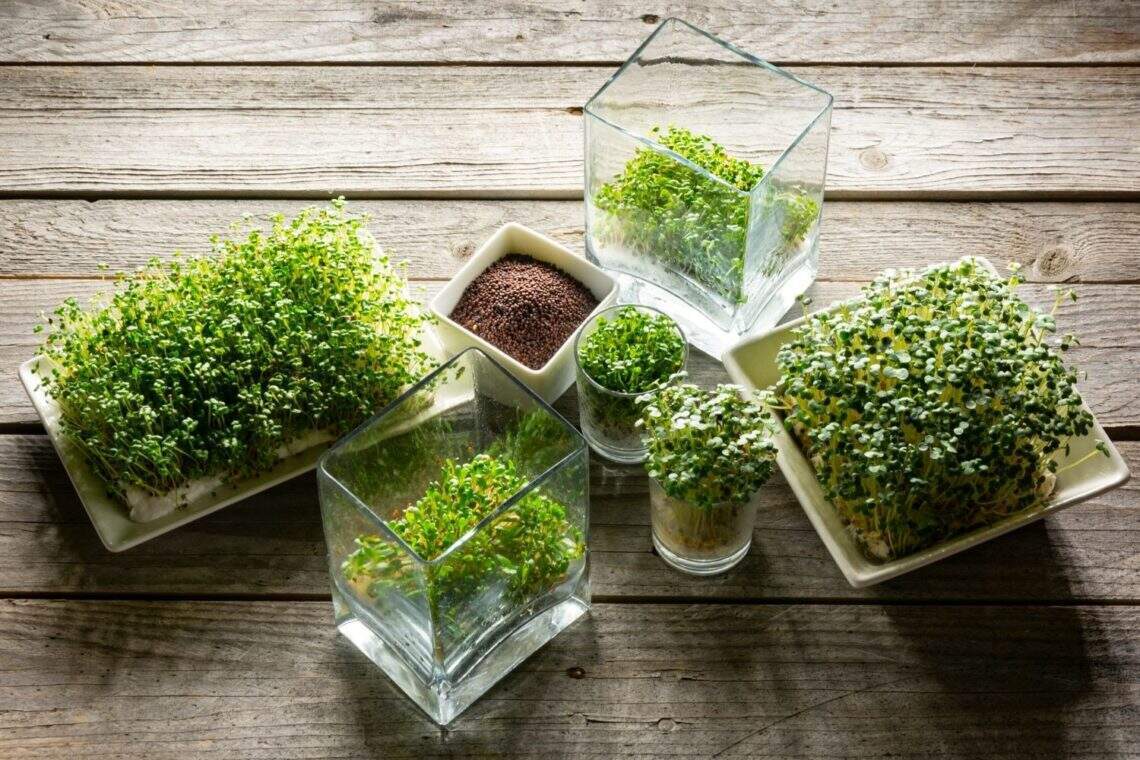 L'art de cultiver et consommer les graines germées