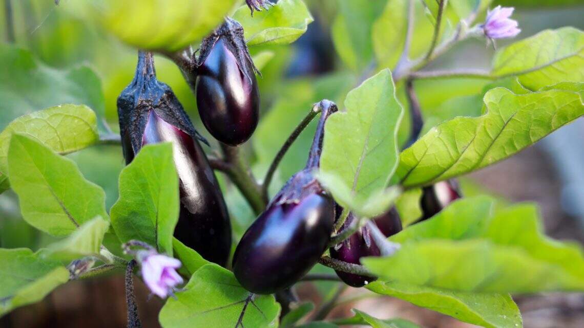Bienfaits de l'aubergine