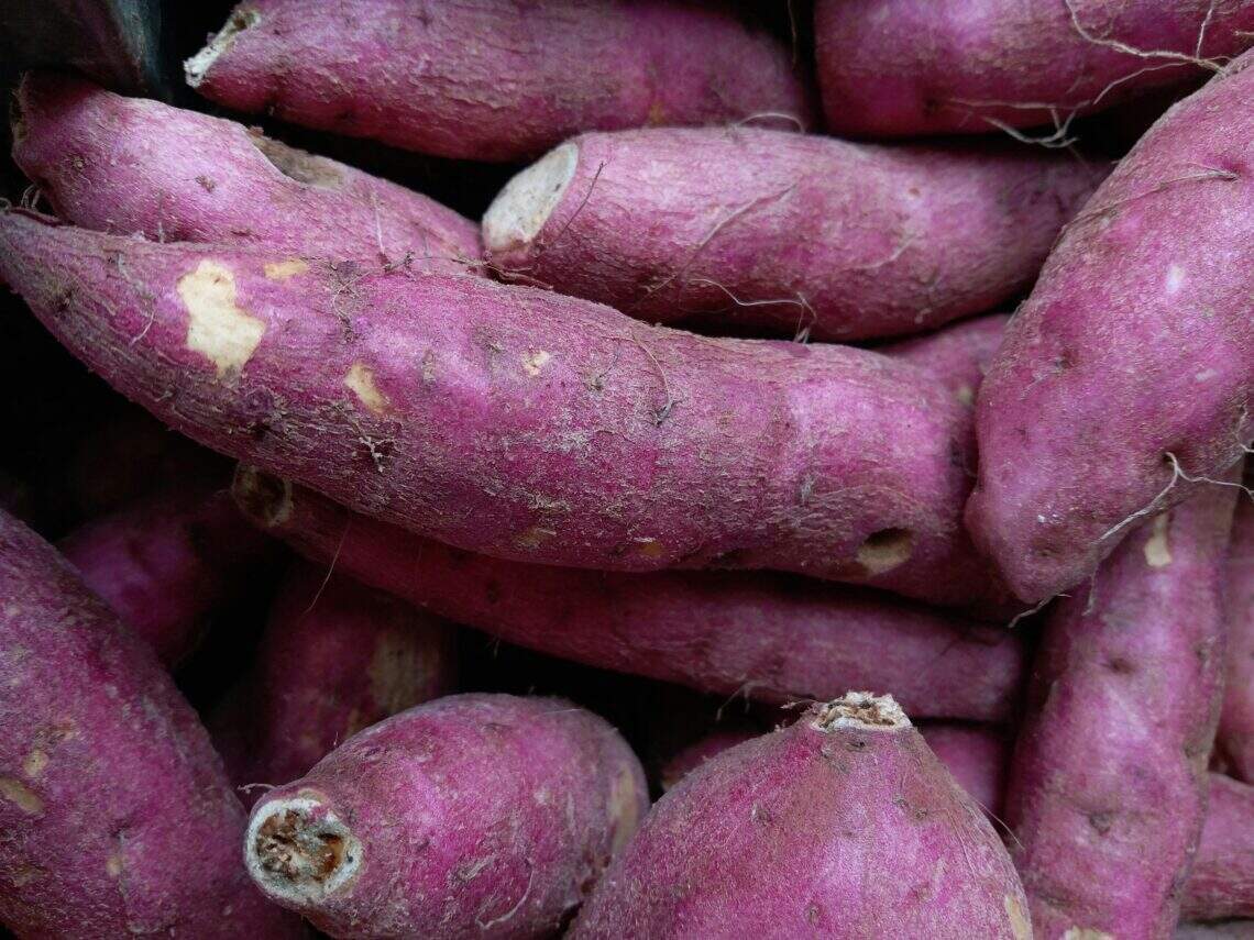 Gros plan sur des patates douces violettes entassée