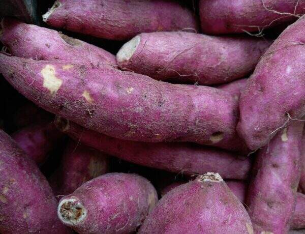 Gros plan sur des patates douces violettes entassée