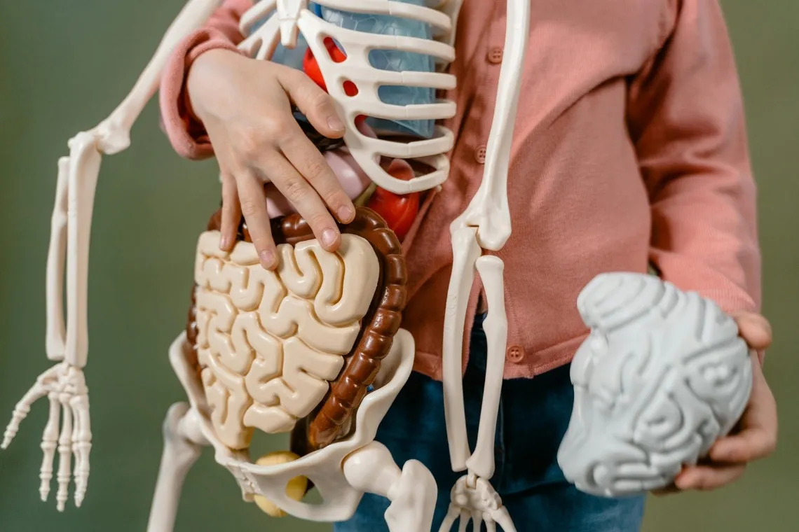 Personne tenant un faux corps humain pour illustrer l'anatomie.