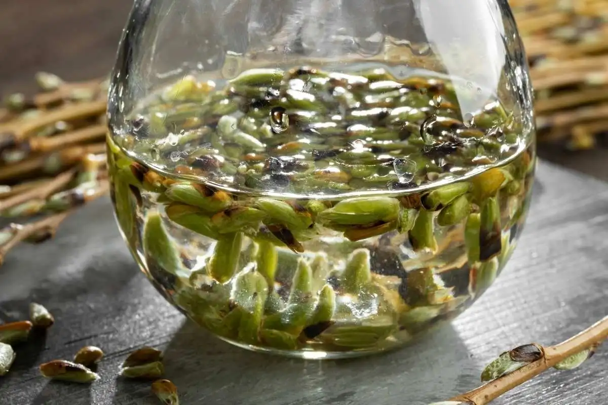 Photo d'une macération de bourgeons en phytembryothérapie.