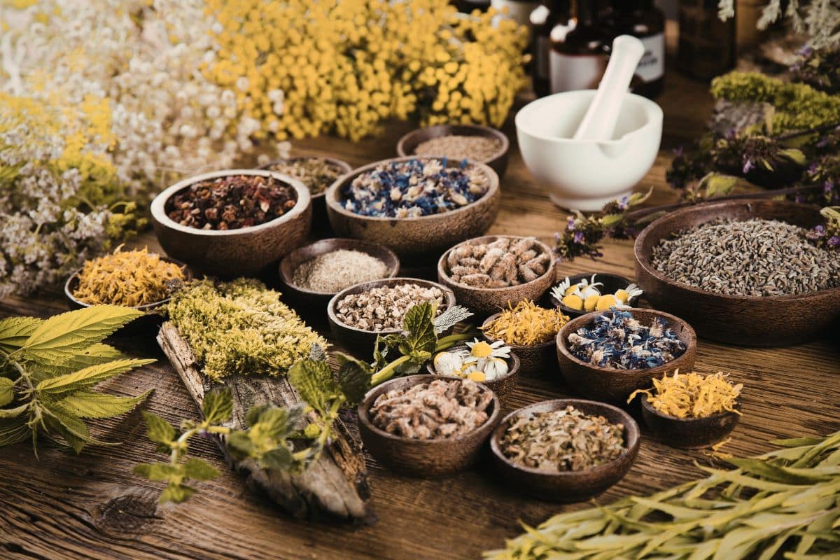 Différentes plantes utilisées dans la préparation de décoctions en pharmacopée chinoise