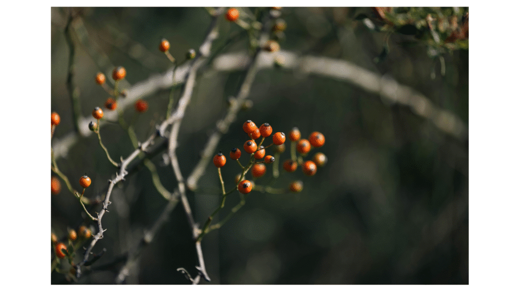 baies sauvages alimentation vikings