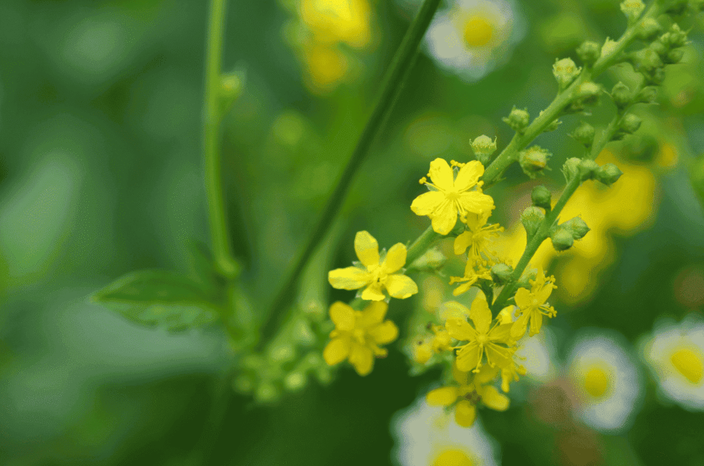 fleur sauvage agrimony pour élixir floral