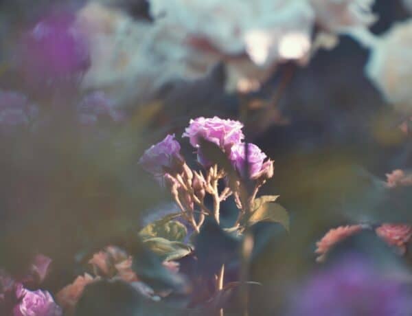 fleurs sauvages pour préparation d'élixirs floraux