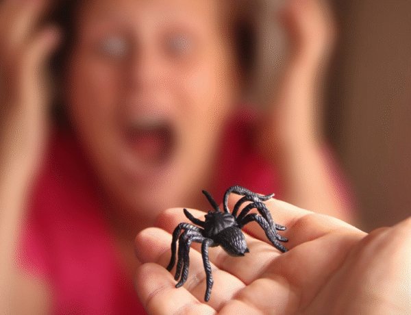 arachnohobie peur des araignées en plastique