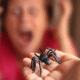 arachnohobie peur des araignées en plastique