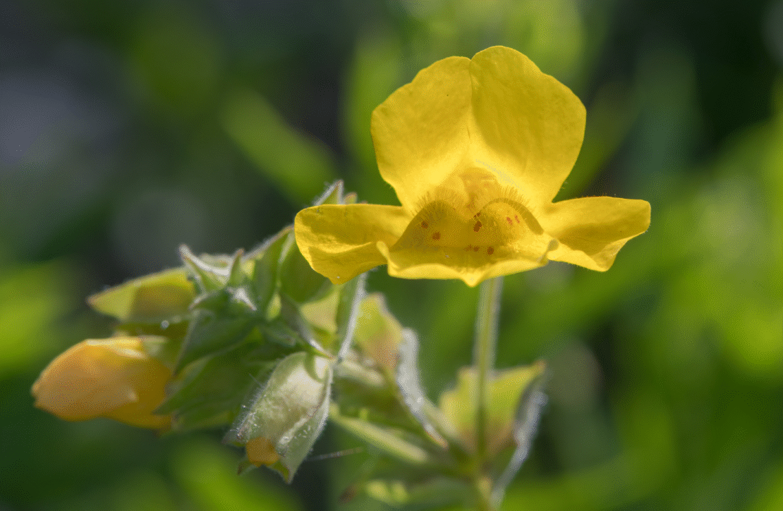 mimulus fleur de bach peur