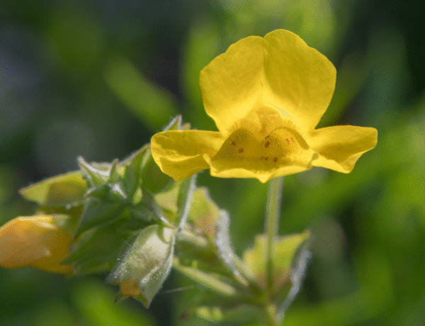 mimulus fleur de bach peur