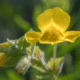 mimulus fleur de bach peur