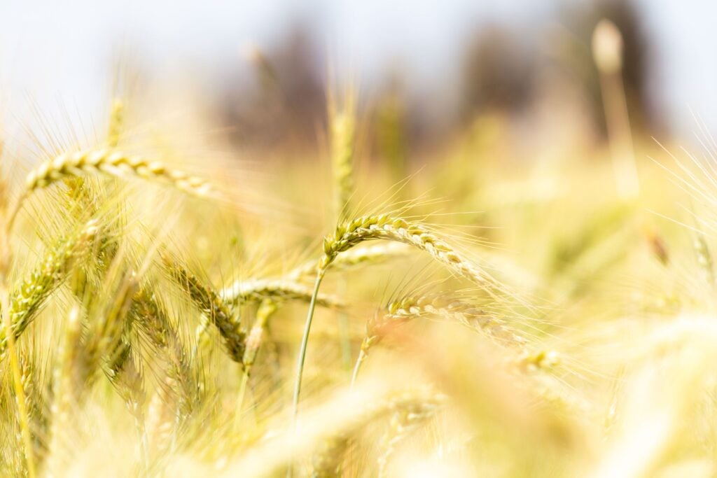 blé source de gluten