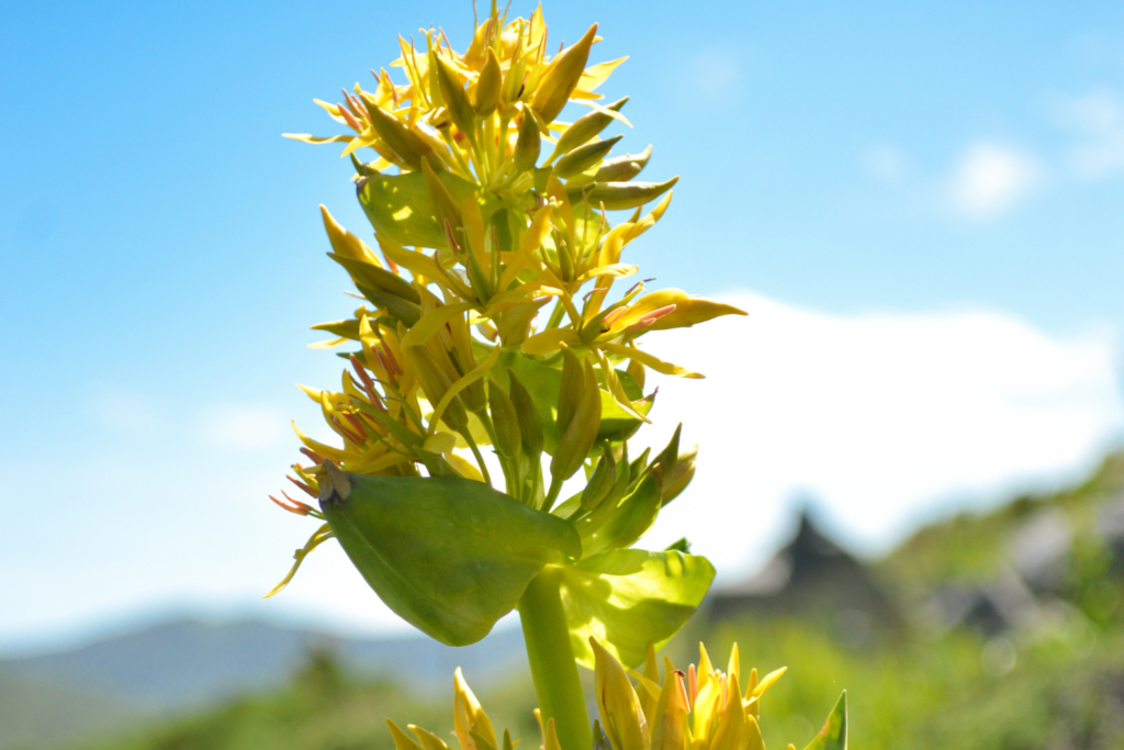 fleurs gentiane jaune en pleine montagne
