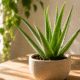 Plante aloe vera posé sur une table